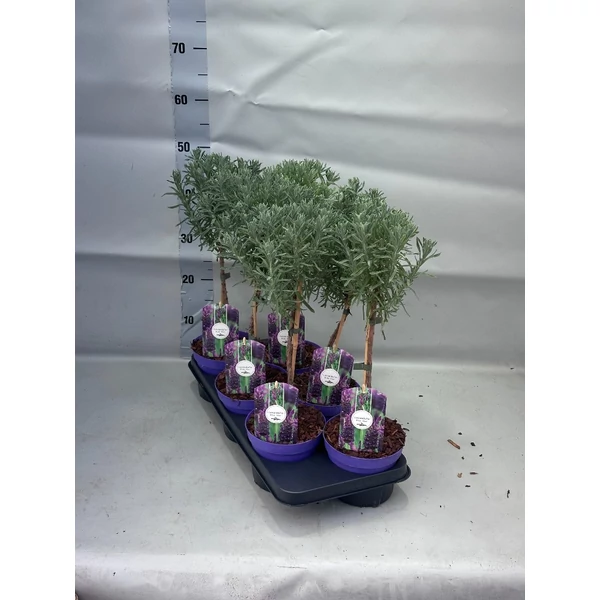 Lavandula Blue Star Levendula Francia Törzses Cs15 STD50