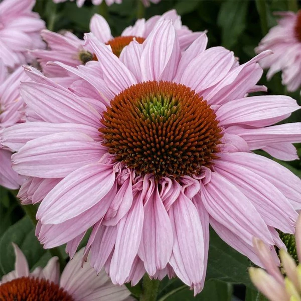 Echinacea - Kasvirág SunSeekers Blush CS14