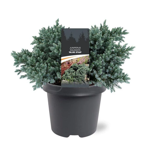 Juniperus squamata 'Blue Star' - Törpe himalájai boróka P15 15/20