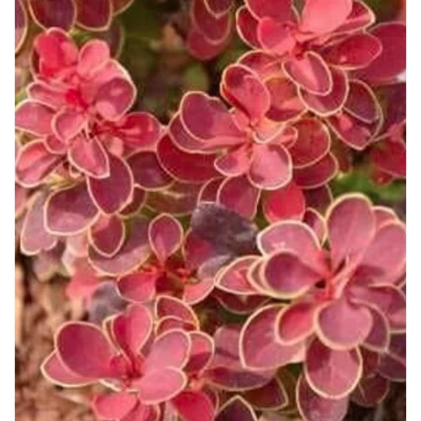 Berberis thunbergii 'Orange Moon'- Borbolya narancs-vörös 20 C2