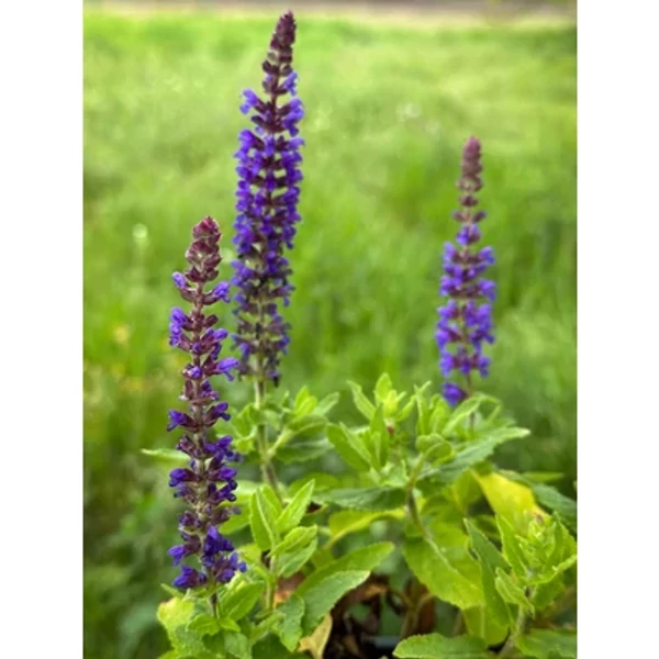 Salvia nemorosa 'Blue Bouquetta' – Ligeti zsálya Cs14