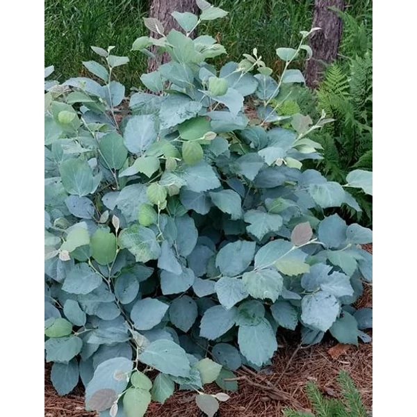 Fothergilla x intermedia 'Blue Shadow' – Bóbitacserje K2 30/40