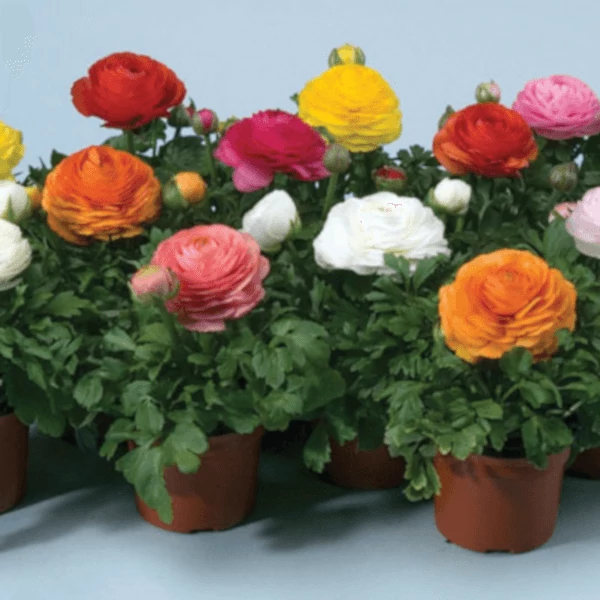 Ázsiai boglárka Cs12