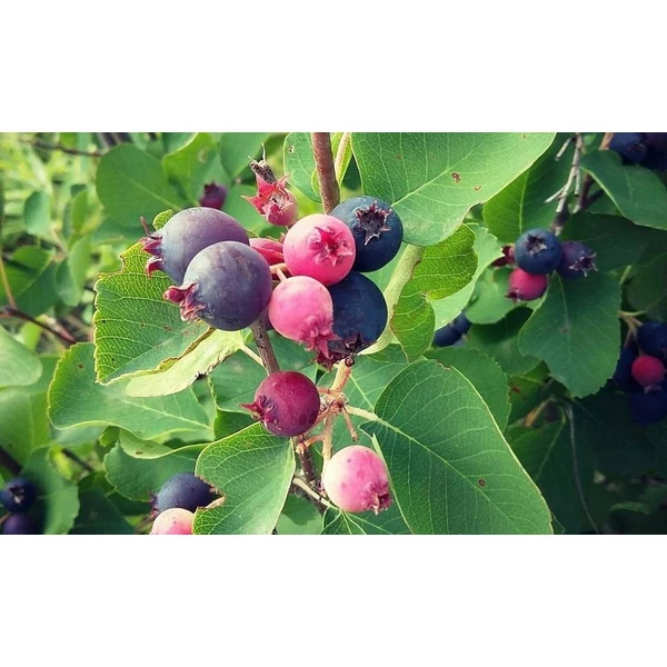 Amelanchier lamarckii - Rézvörös fanyarka mézalmácska 60/80 K3L