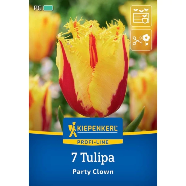 Kiepenkerl Party Clown partibohóc tulipán virághagymák 7 db Kiepenkerl Party Clown partibohóc tulipán virághagymák 7 db