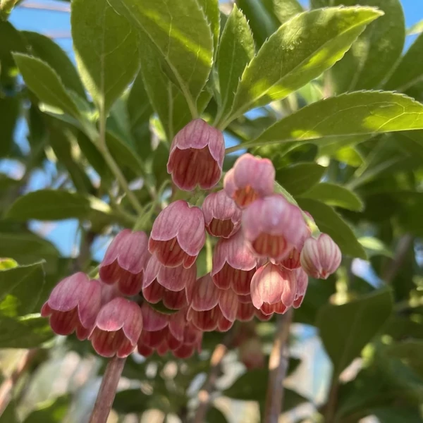 Enkianthus campanulatus – Csengőbojt Pink Spire K5 30/40