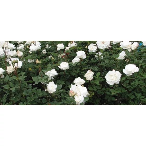 Rosa mix - Bokorrózsa  2l