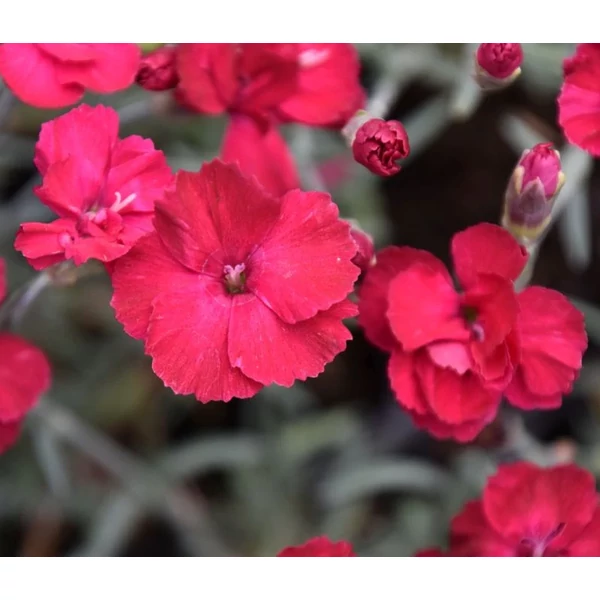 Dianthus gratianopolitanus 'Bombardier' -  Skarlátpiros  pünkösdi szegfű CS9