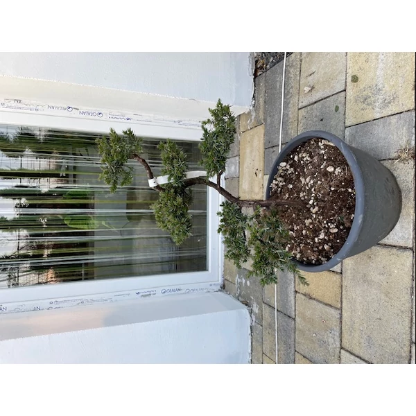 Juniperus conferta 'Schlager' – Terülő fövenyboróka Bonsai 50/60