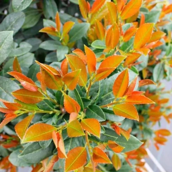 Prunus laurocerasus Bonaparte- Babérmeggy K2 30/40