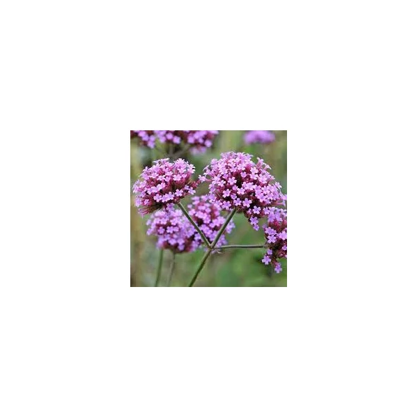 Verbena bonariensis Bonnie Blue -  Ernyős verbéna Cs14