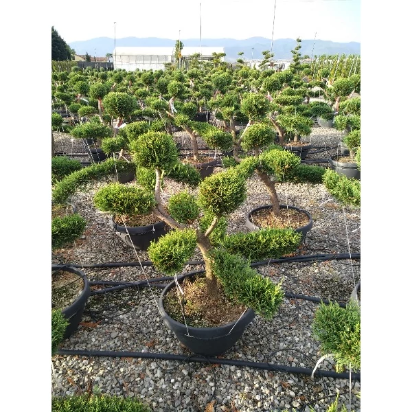 x Cupressocyparis leylandii - Leylandi ciprus Bonsai 100/120