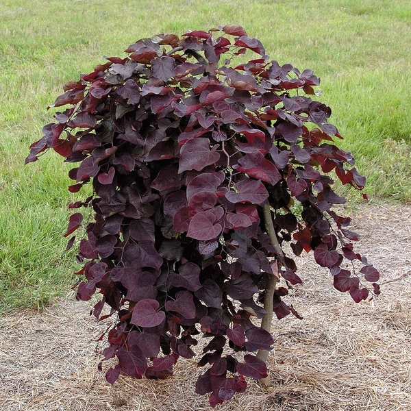 Cercis canadensis Ruby Falls - Bordó levelű csüngő kanadai júdásfa CLT 55 H 175/200