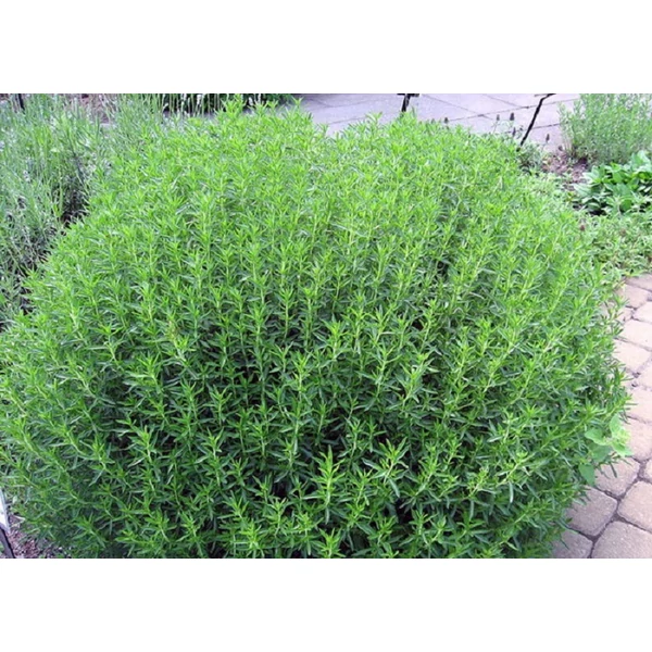 Fűszernövény - Borsikafű csombor Iván Cs12,5