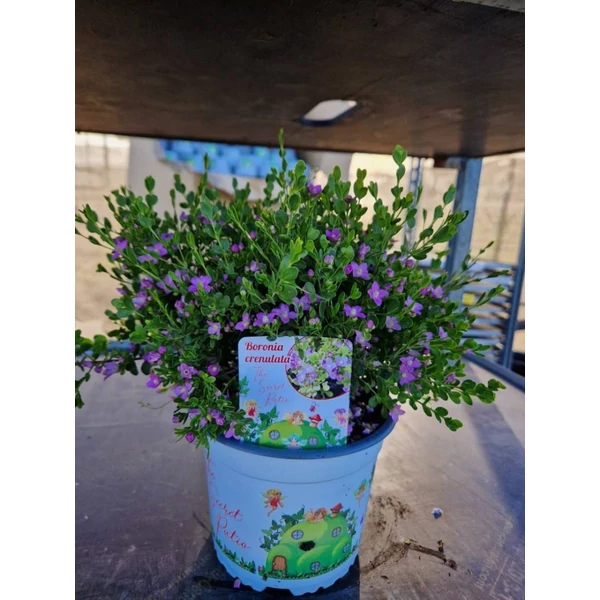 Boronia crenulata - Ánizsborónia P15 30/40
