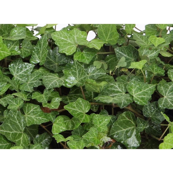 Borostyán Szoba Cs14