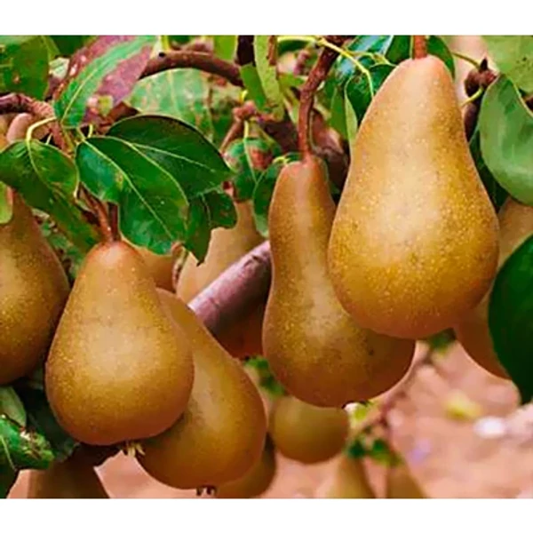 Gyümölcsfa Bosc kobak körte K9 100/150