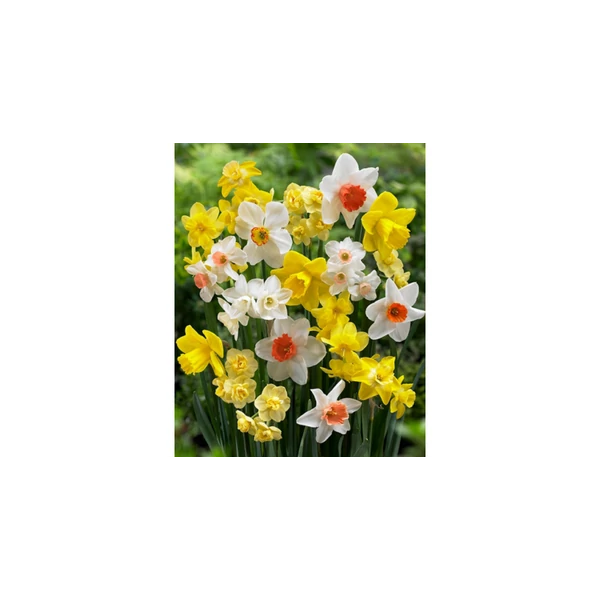 Nárcisz virághagyma 10-db-os Botanical Mixed
