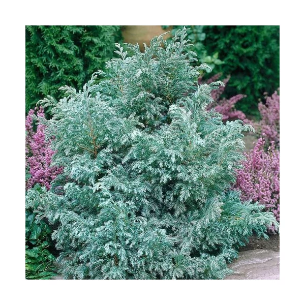 Chamaecyparis pisifera 'Boulevard' - Kék szavára hamisciprus 80/100FL