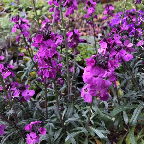 Erysimum linifolium Bowles Mauve-lenlevelű repcsény Cs14