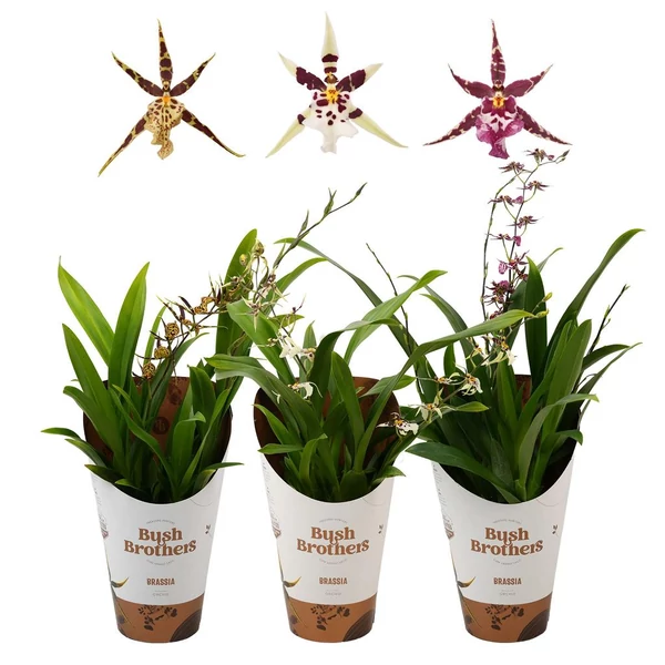 Brassia Titanium  - Pókorchidea színmix P12 50cm/1 db