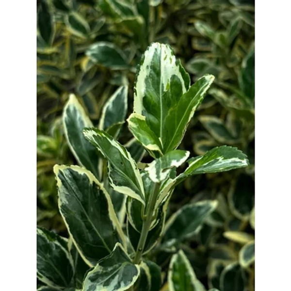 Euonymus japonicus 'Bravo' - Tarka japán kecskerágó bokor CLT3