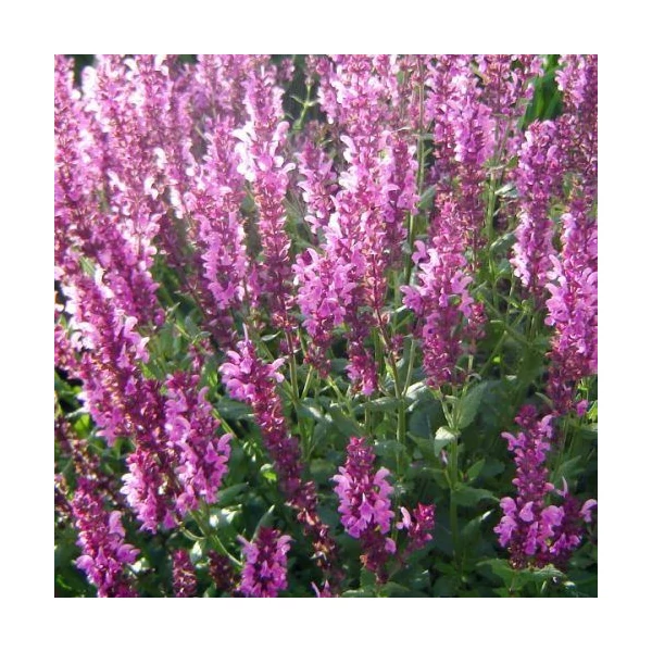 Salvia nemorosa Sensation Compact  Bright -  Lligeti zsálya CS14