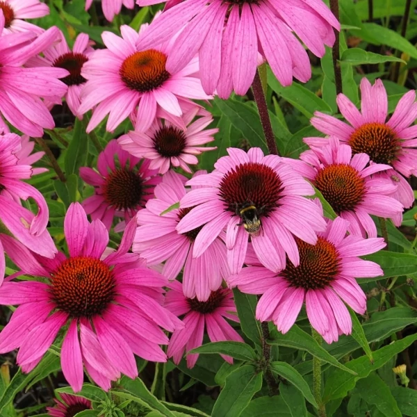 Echinacea 'Bright rose' - Kasvirág Cs14