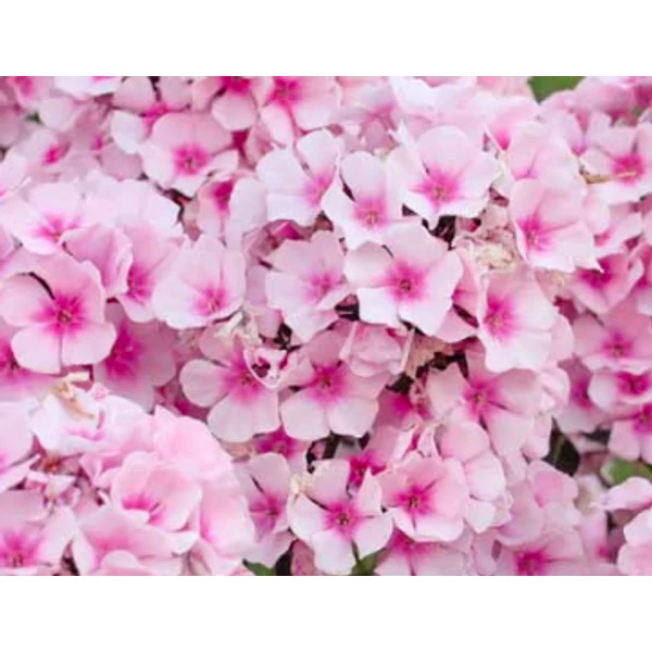 Phlox paniculata Bright Eyes - Bugás lángvirág D14