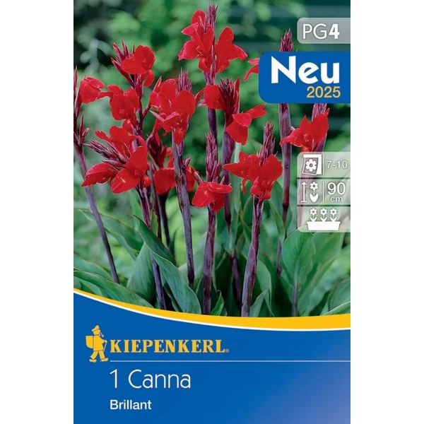 Kiepenkerl Canna Brillant 1db/cs