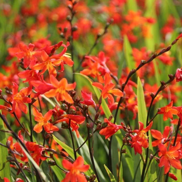 Crocosmia Sáfrányfű Carmine Brillant K2l
