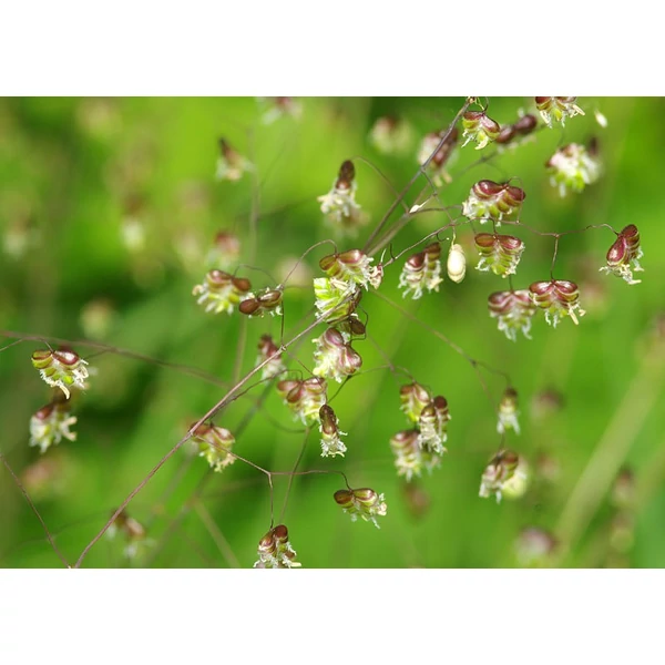 Briza media  – Közepes rezgőfű CS9