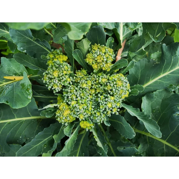 Brokkoli palánta Iván