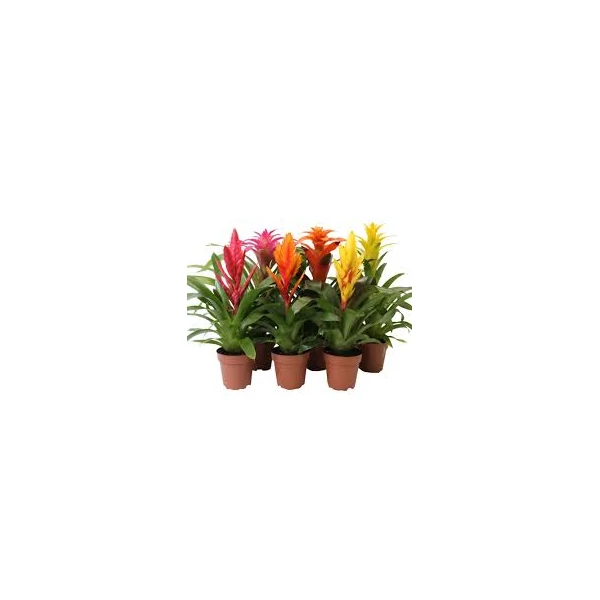 Bromelia 1db