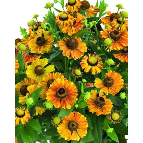 Helenium Helias Bronce - Napfényvirág CS14