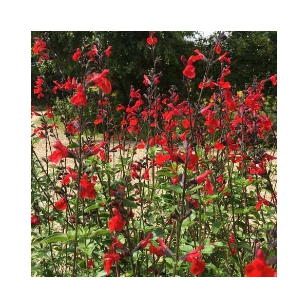 Salvia nemorosa Royal Bumble Őszi zsálya CS14