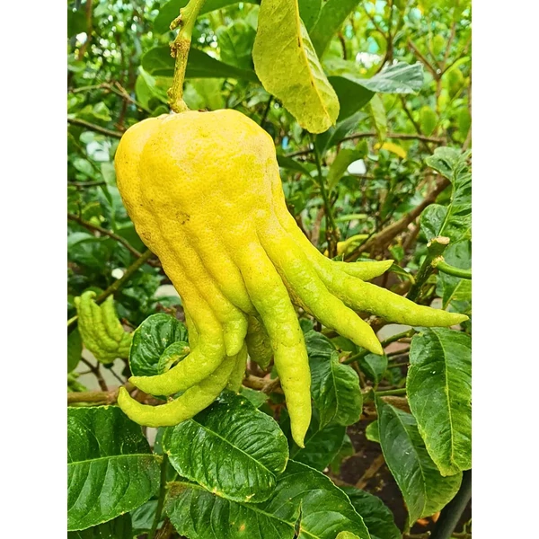 Citrus medica ‘Sarcodactylis’ – Buddha keze citrom K5 60/80