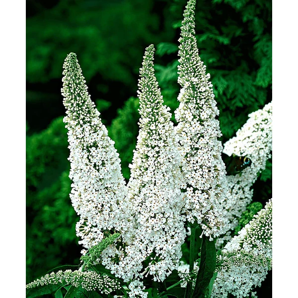 Buddleja davidii ‘White Profusion’ – Fehér nyári orgona K2 40/60