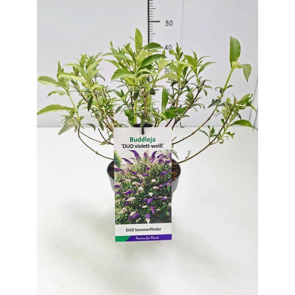 Buddleja ‘Duo Violet-White’ – Nyáriorgona kétszínű lila fehér P17