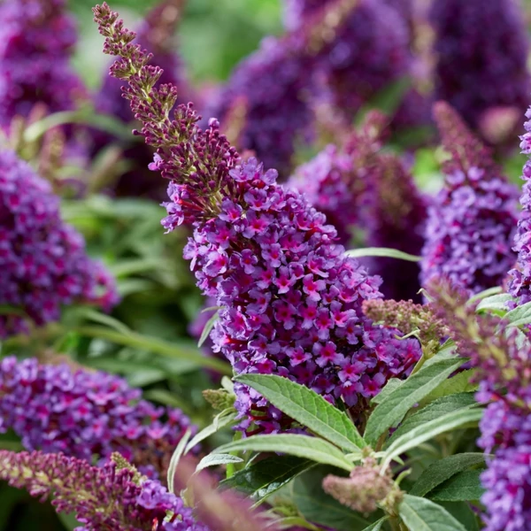 Buddleja davidii 'Butterfly Candy Little Purple' - Nyáriorgona CS17