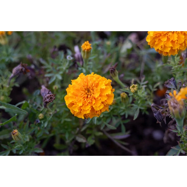 Tagetes Büdöske Bársonyvirág 