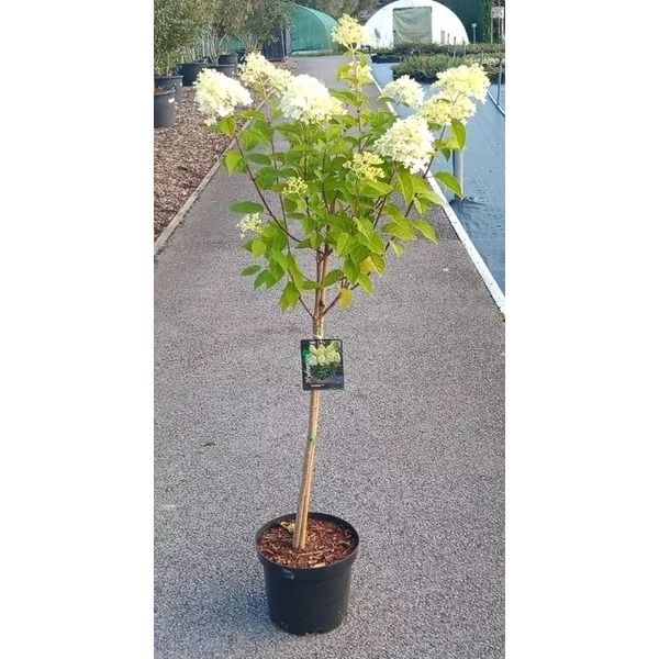 Hydrangea paniculata  - Törzses bugás hortenzia K7,5 T80