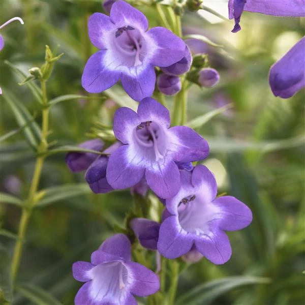 Penstemon hartwegii Mountain Treats Lavander - Bugatölcsér Cs14