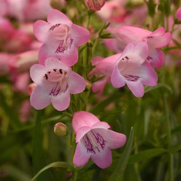 Penstemon hartwegii Mountain Treats Light Pink - Bugatölcsér Cs14