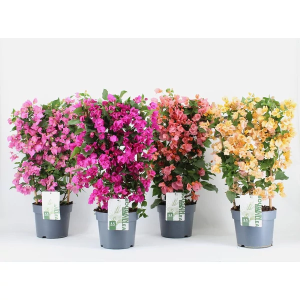 Bougainvillea -Murvafürt EXTRA színmix készlet szerint 1db P21 40/60