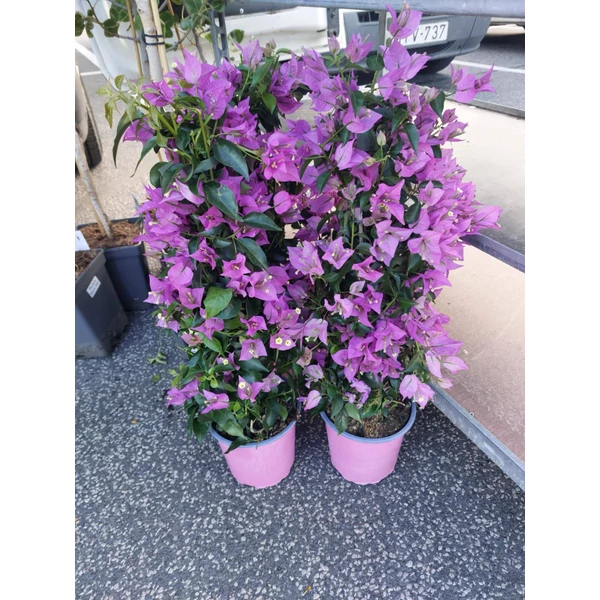 Bougainvillea -Murvafürt CS19