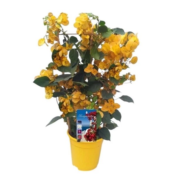 Bougainvillea ‘Dania Yellow’ – Sárga murvafürt P17 trellis 50/70