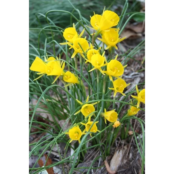 Nárcisz - Narcissus bulbocodium Golden Bells Cs14