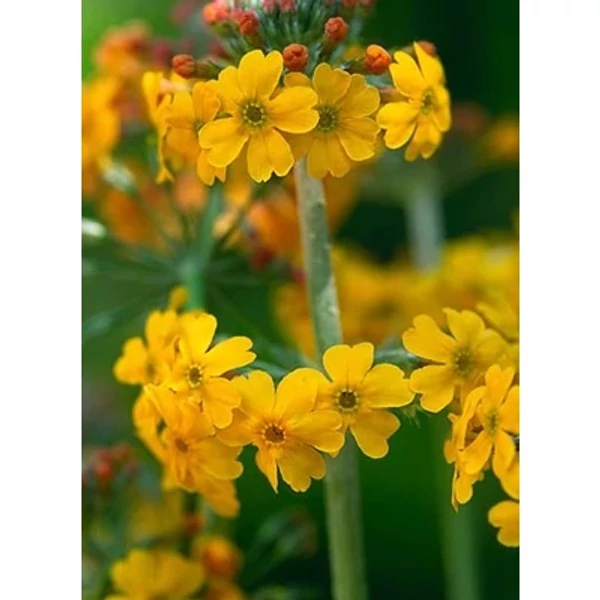 Primula bulleyana – Kandeláber kankalin CS9