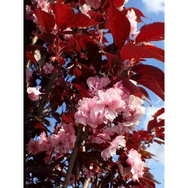 Prunus serrulata Royal burgundy  - Vöröslevelű japán díszcseresznye K20 6/8 T200/220